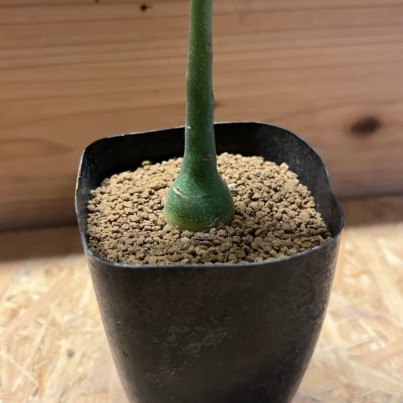 アデニア グラウカ | GREEN LUCK