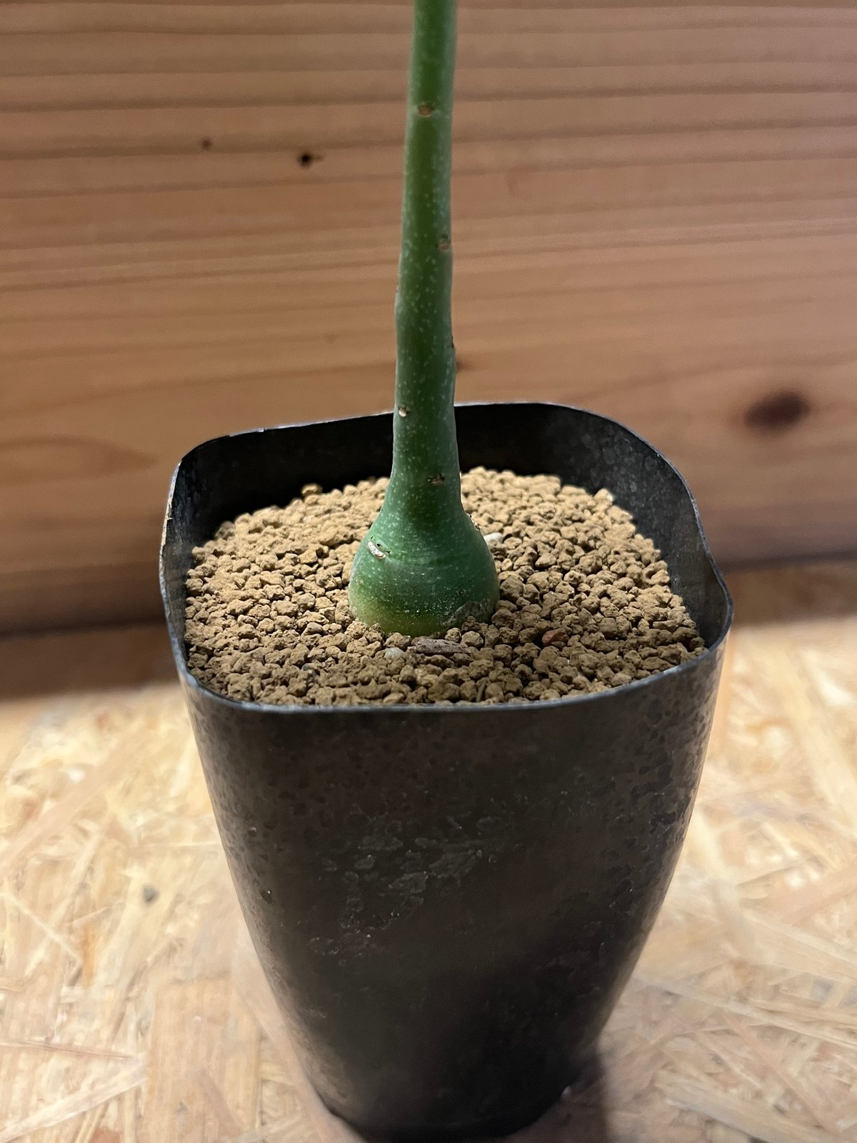 アデニア グラウカ | GREEN LUCK