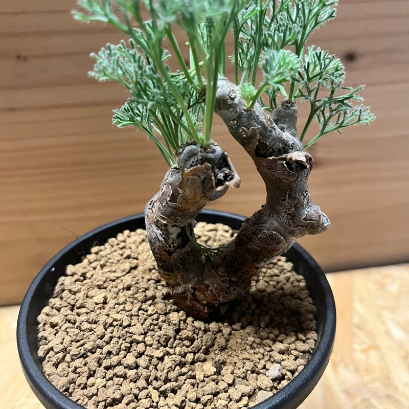 モンソニア ムルチフィダ | GREEN LUCK