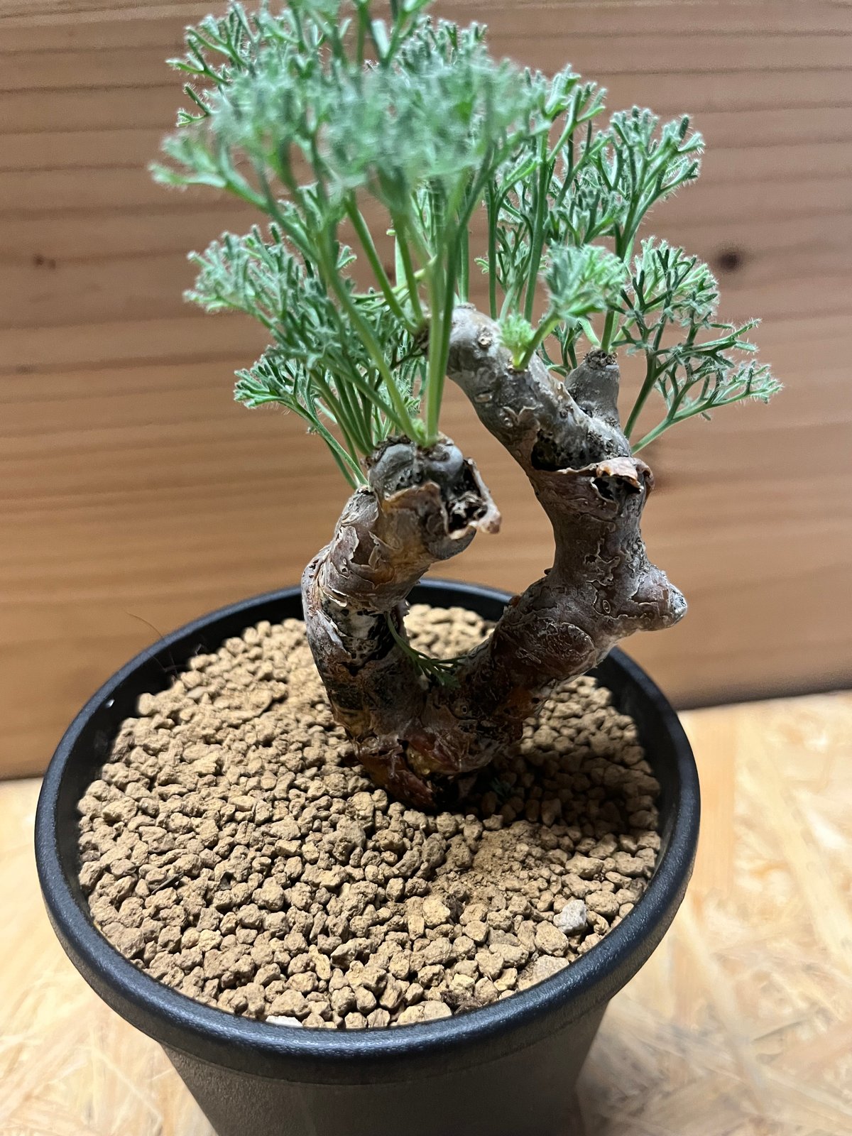 モンソニア ムルチフィダ | GREEN LUCK