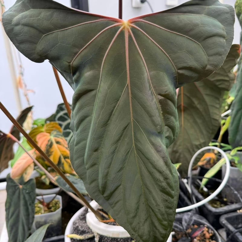 アンスリウム パピリラミナム ラルフライナム | GREEN LUCK