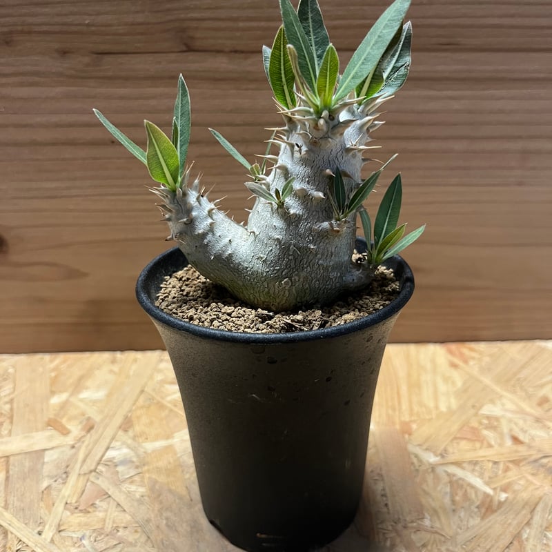 パキポディウム ロスラーツム | GREEN LUCK