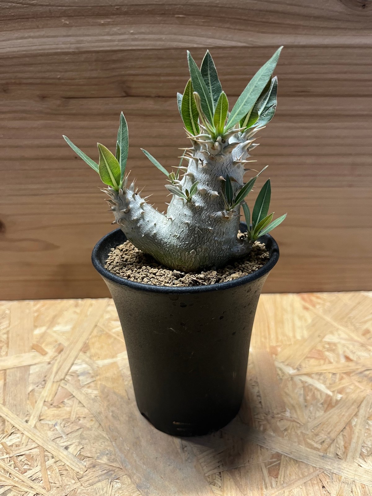 パキポディウム ロスラーツム | GREEN LUCK