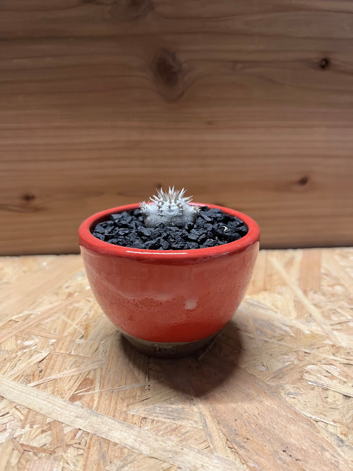 パキポディウム　恵比寿大黒　ハチラボ鉢入 パキポディウム 恵比寿大黒×伝市鉢 別注 | GREEN LUCK