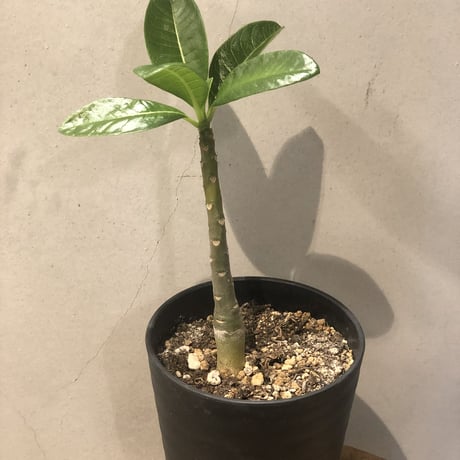 パキポディウムデカリー | STORES