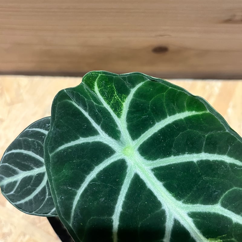 アロカシア ニンジャ | GREEN LUCK