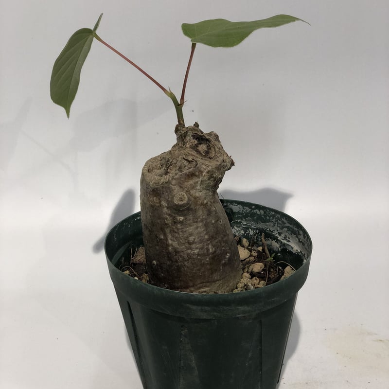 プセウドボンバックス エリプティクム | GREEN LUCK