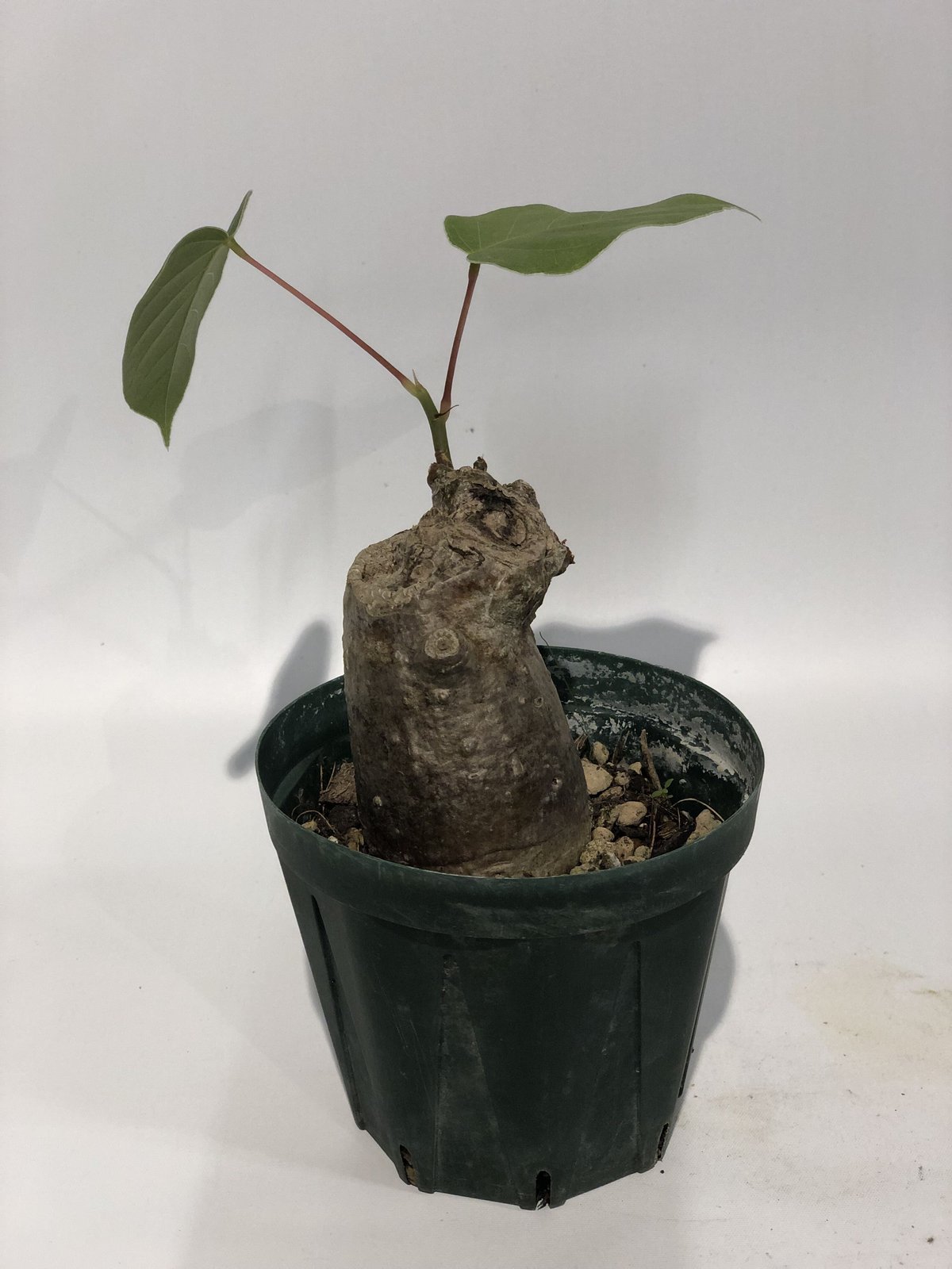 プセウドボンバックス エリプティクム | GREEN LUCK