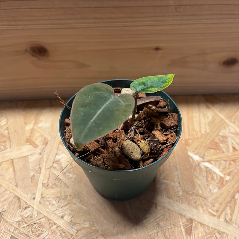 39 アンスリウム　レッドクリスタリナム　ハイブリッド　ワンダーボーイ系 39 アンスリウム レッドクリスタリナム ハイブリッド ワンダーボーイ系