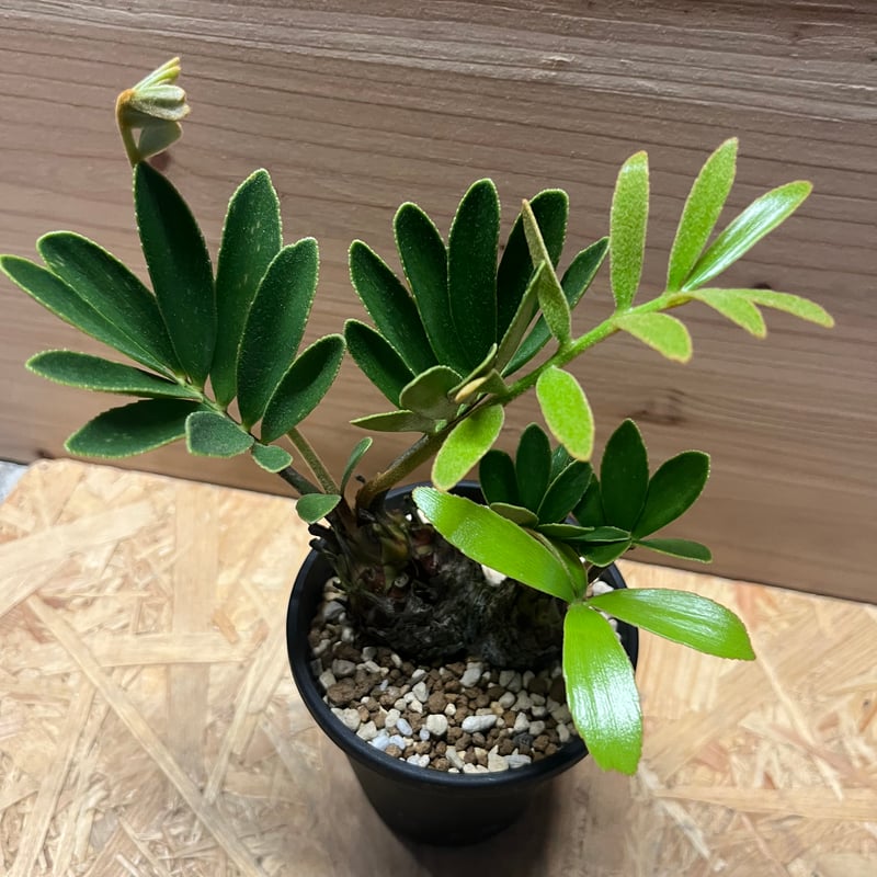【花が咲いてます】ザミア　メキシコソテツ　葉長約80cm 鉢底から105cm大型 花が咲きそう】ザミア メキシコソテツ 葉長約80cm 鉢底から105cm大型