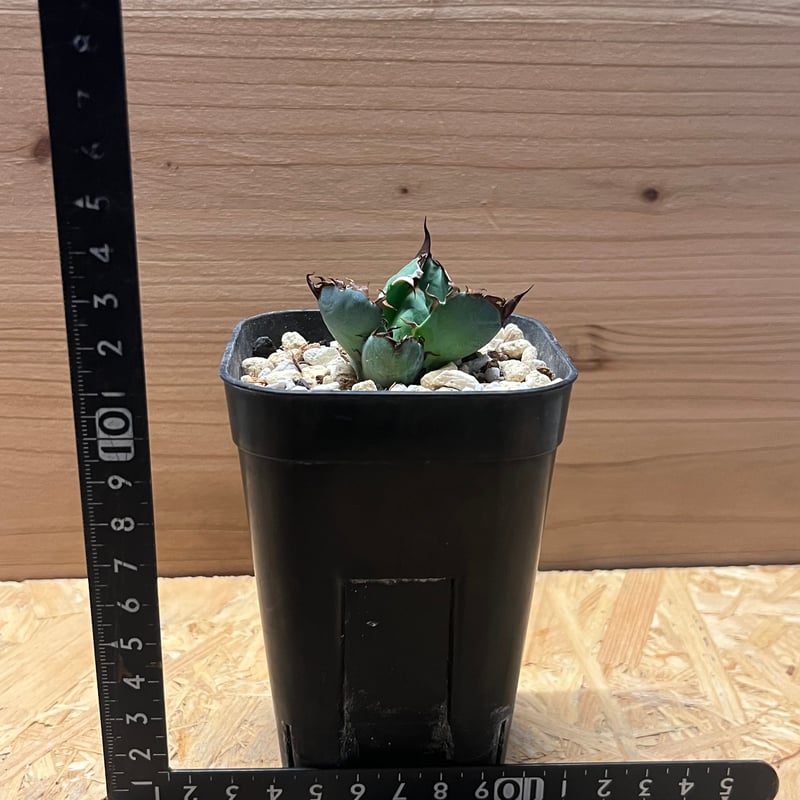 アガべ チタノタ ブルーボール | GREEN LUCK