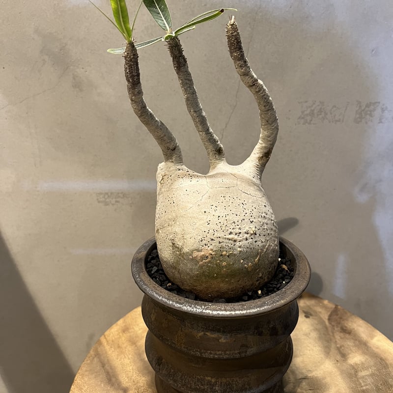 パキポディウム グラキリス 発根済 土京鉢 | GREEN LUCK