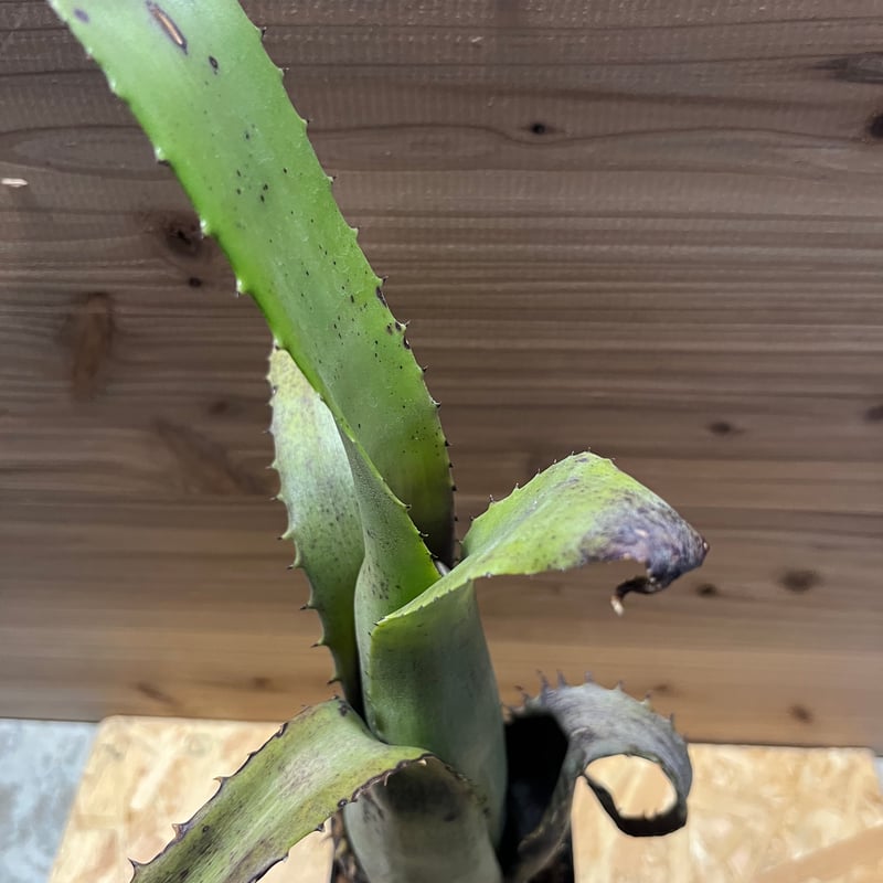 a様専用エクメア トカンティナ | GREEN LUCK