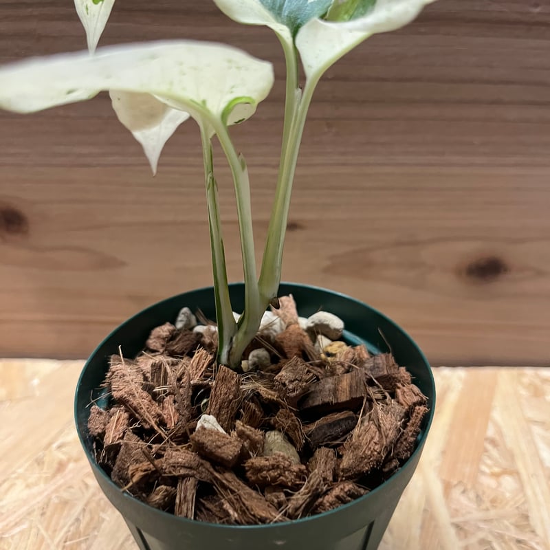 【希少植物4】 モンステラ アダンソニー バリエガタ 最上美術株 楽天市場】希少! 観葉植物 モンステラ アダンソニー 斑入り 4号