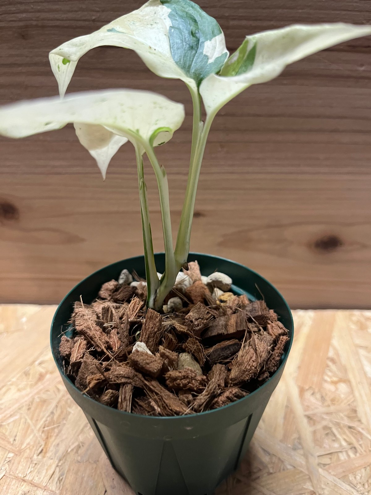 【希少植物4】 モンステラ アダンソニー バリエガタ 最上美術株 希少植物4】 モンステラ アダンソニー バリエガタ 最上美術株