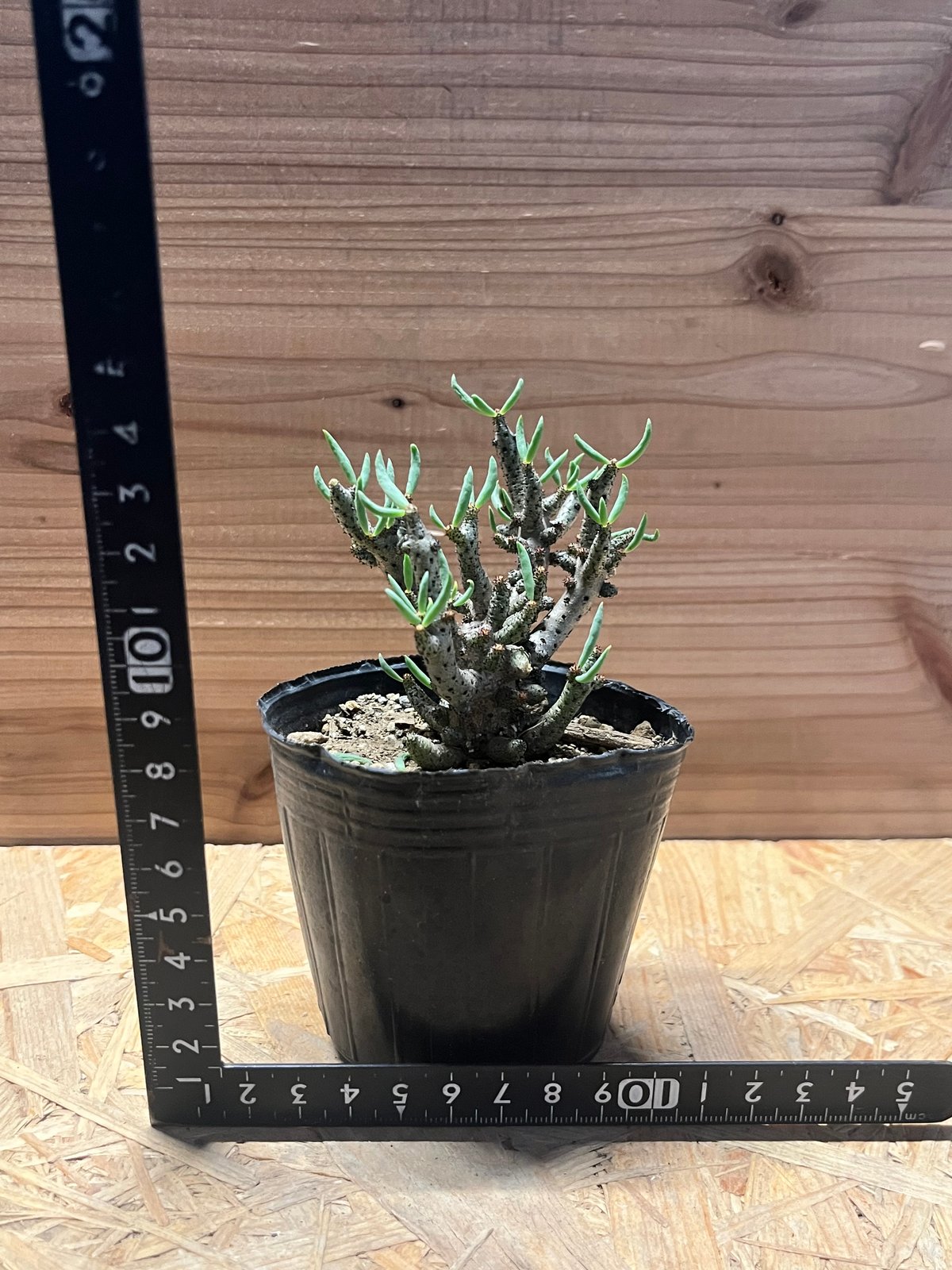 チレコドン ブッコルジアヌス | GREEN LUCK