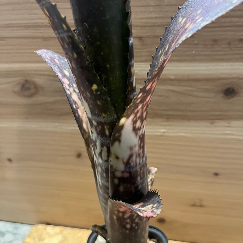 ビルベルギア ミッドナイトサン | GREEN LUCK