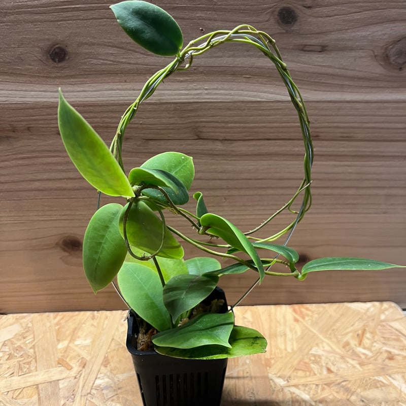 coco greenさん確認用 ＊ホヤ ＊Hoya ＊ ヘウスケリアナパープル coco greenさん確認用 ＊ホヤ ＊Hoya ＊ ヘウスケリアナパープル
