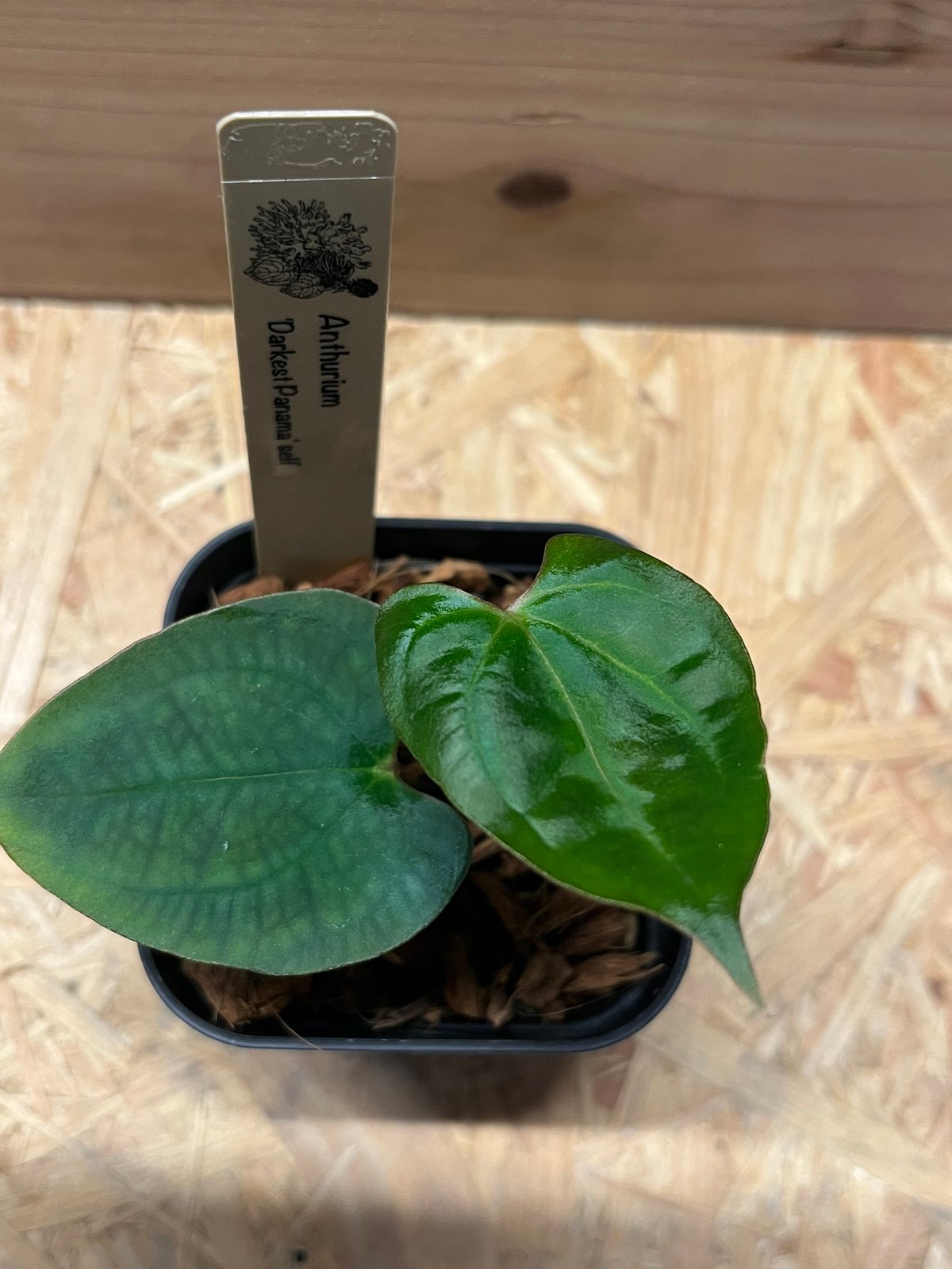 アンスリウム ダーケストパナマ | GREEN LUCK