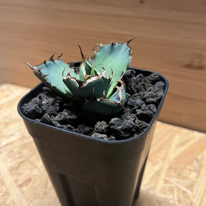 【激レア】アガベ チタノタ　黒刀　※価格交渉可 アガベ チタノタ 黒盾 | GREEN LUCK