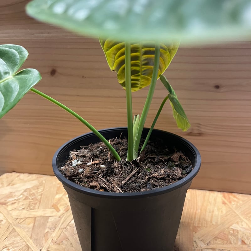 アンスリウム　ベイチー　No.024　鉢、送料込　メルカリ便 アンスリウム ベイチー No.024 鉢、送料込 メルカリ便