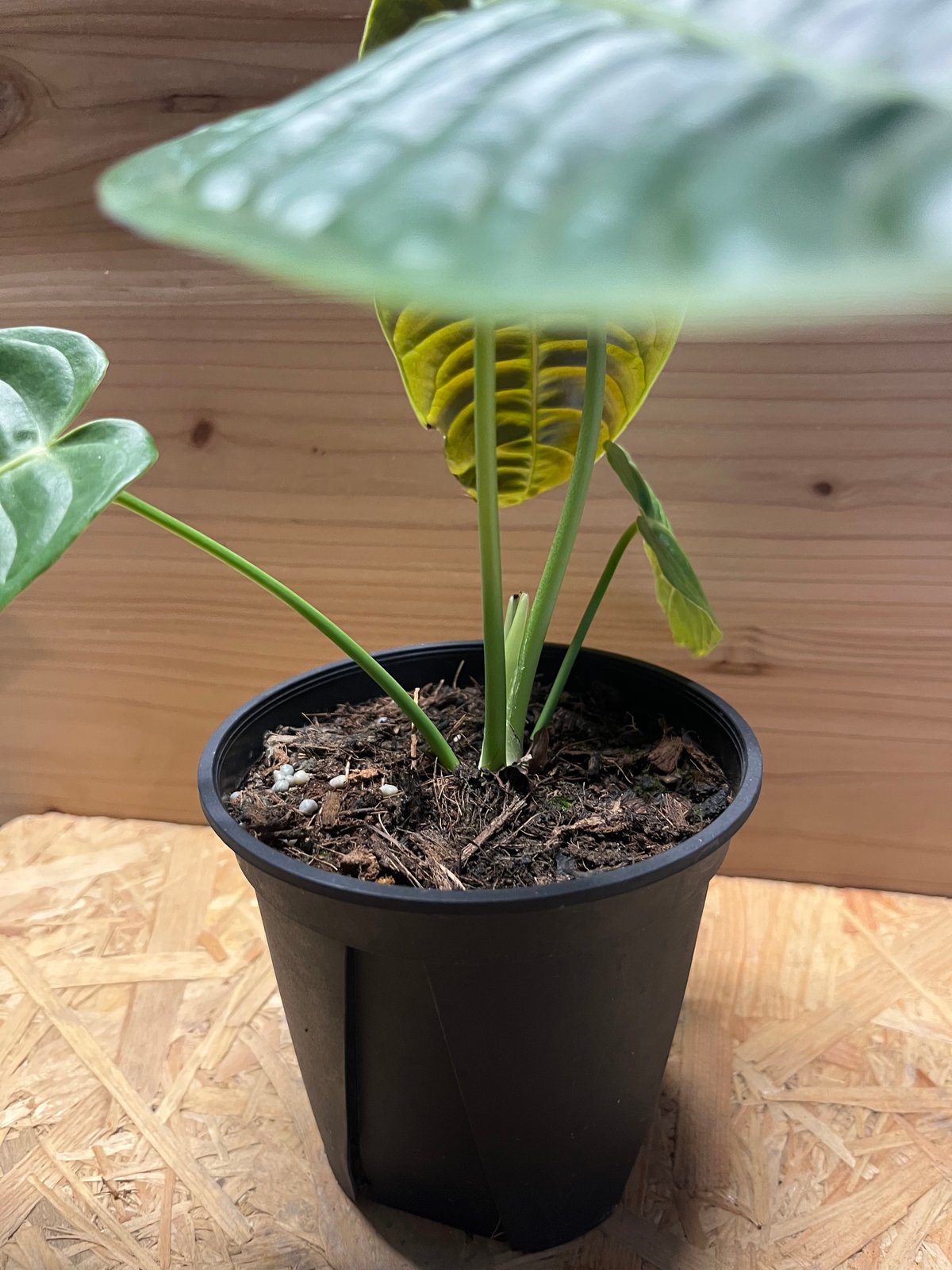 アンスリウム ベイチー | GREEN LUCK