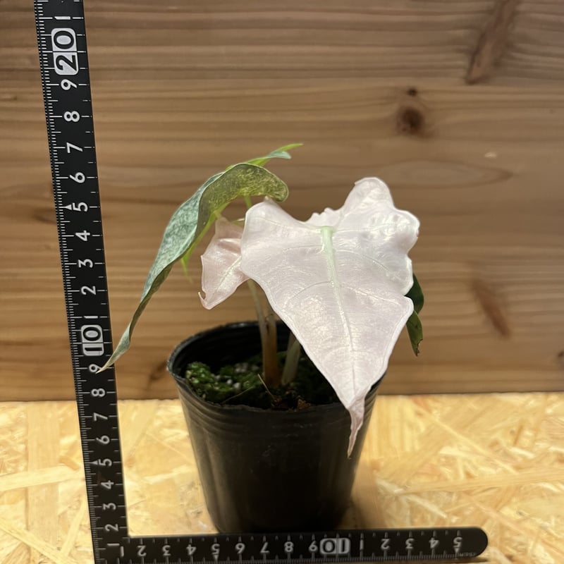 t*o様 アロカシア　シンポ　バリエガータ b77f1f2391aad51a25334c6b8c01a1