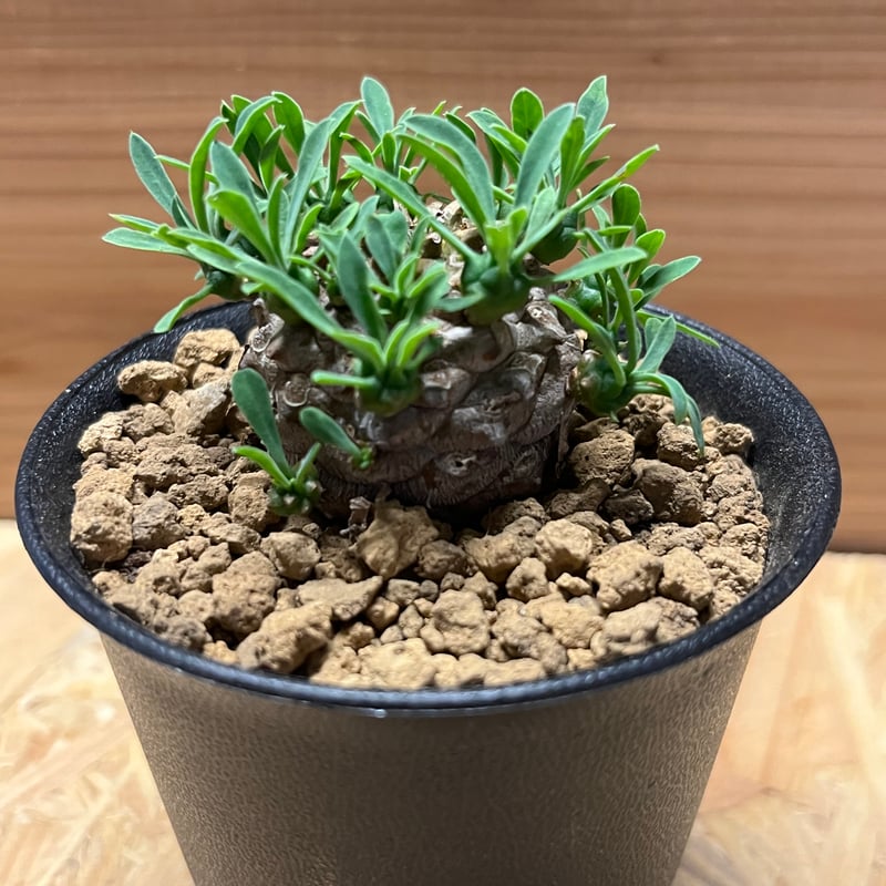 ユーフォルビア　峨眉山 ユーフォルビア 峨眉山 | GREEN LUCK