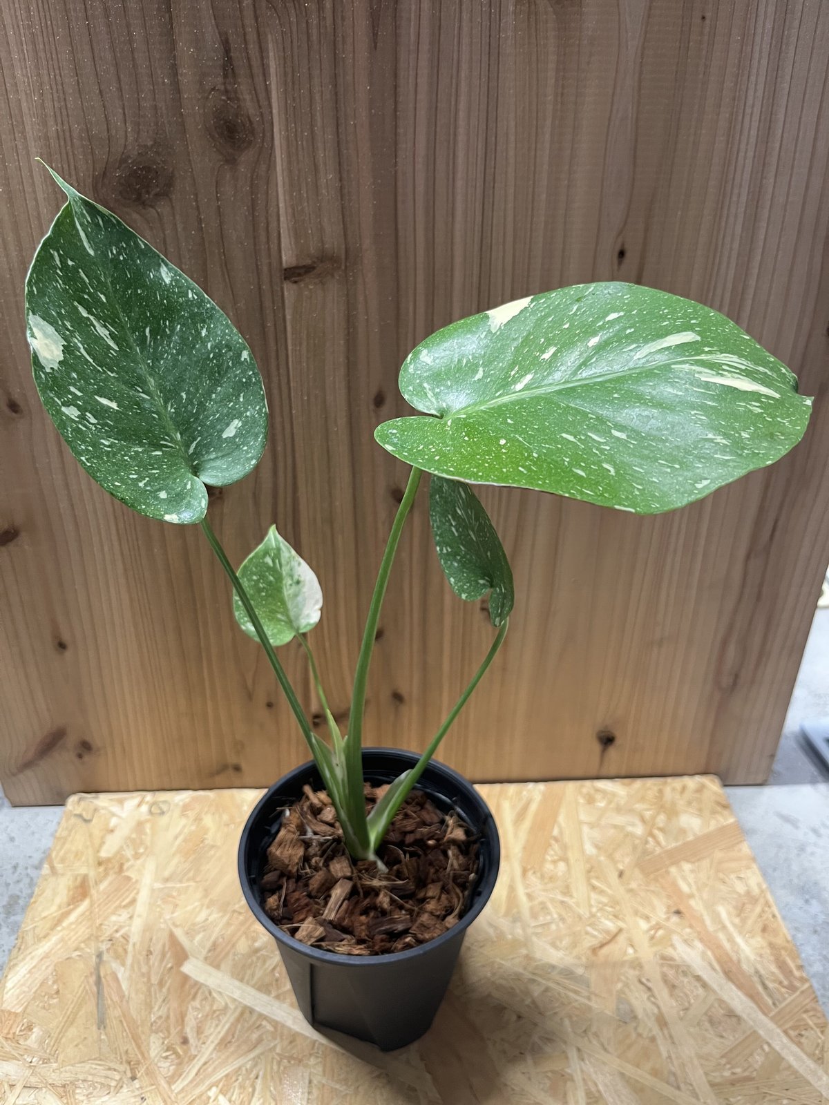 モンステラ イエローモンスター 斑入り 観葉植物 - 植物/観葉植物