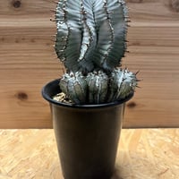 ユーフォルビア　白衣ホリダ　雌