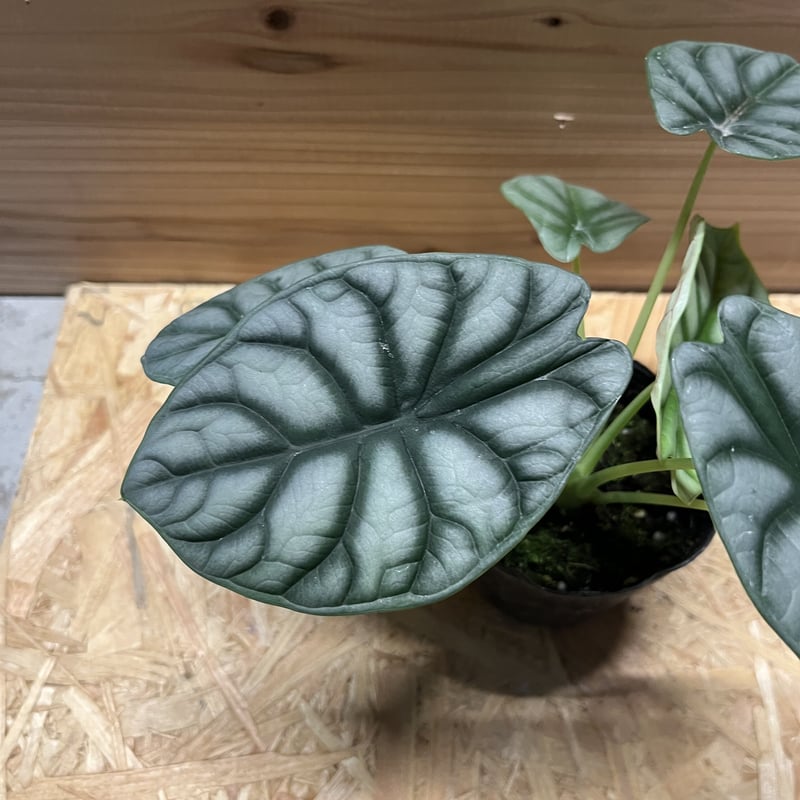 アロカシア シルバードラゴン | GREEN LUCK