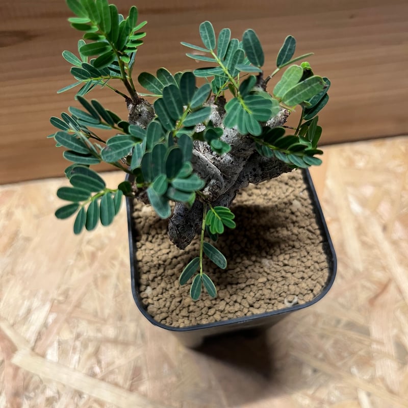 センナ メリディオナリス | GREEN LUCK