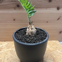 ユーフォルビア ギラウミニアナ 現地株 発根済み | GREEN LUCK ユーフォルビア ギラウミニアナ 現地株 発根済み | GREEN LUCK