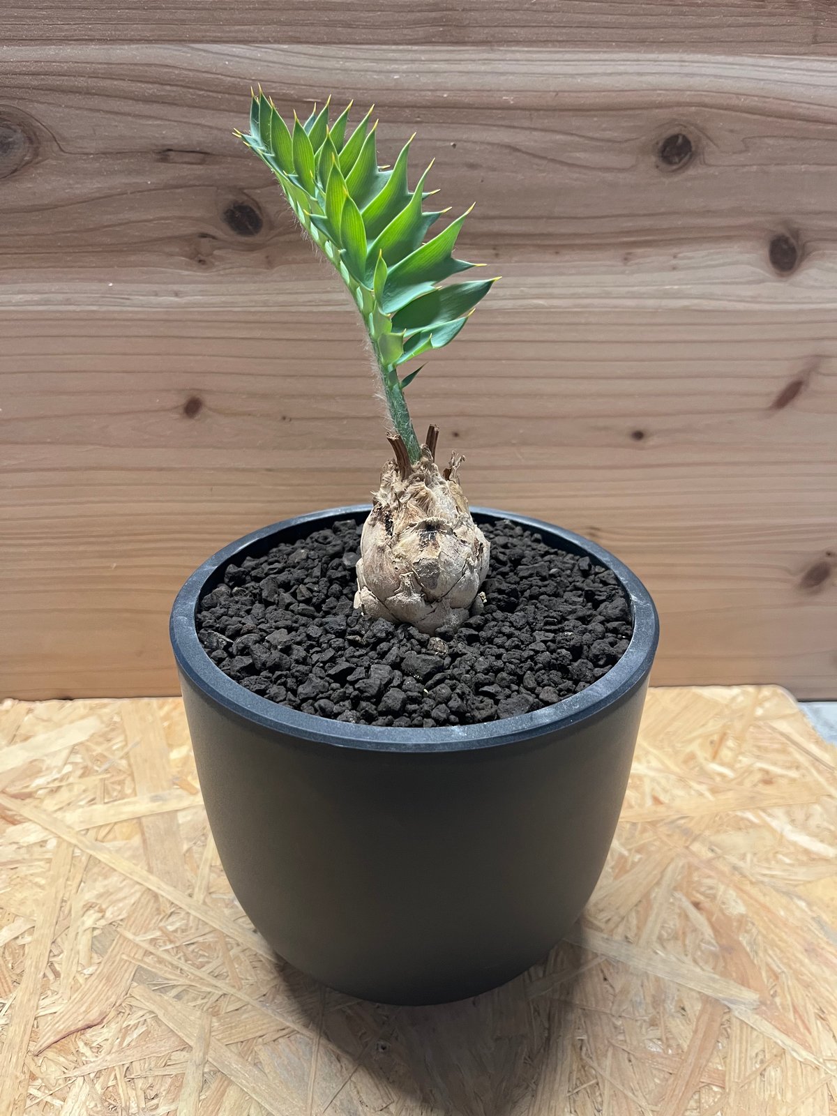 エンセファラルトス ホリダス | GREEN LUCK