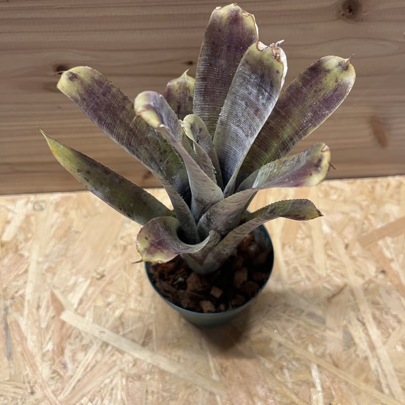 ネオレゲリア パウシフローラ スーパーホワイトクローン | GREEN LUCK