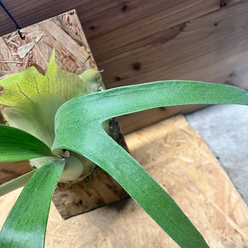 確認用Limpさま専用ビカクシダ色々 ccefa927aa07a6e0d9b1ad3b214c67