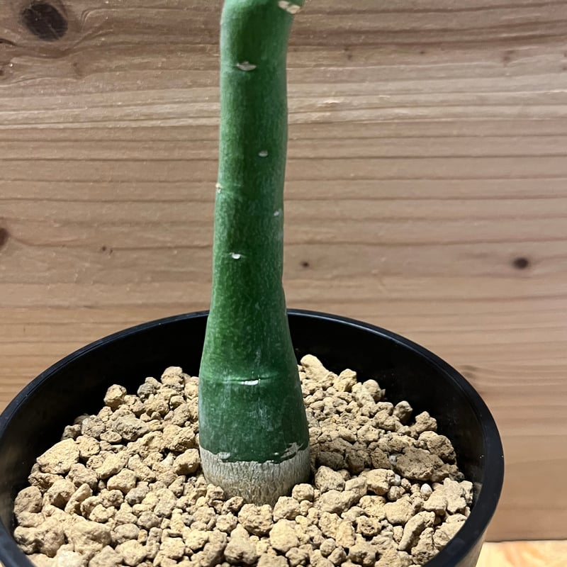 アデニア ベネナータ | GREEN LUCK