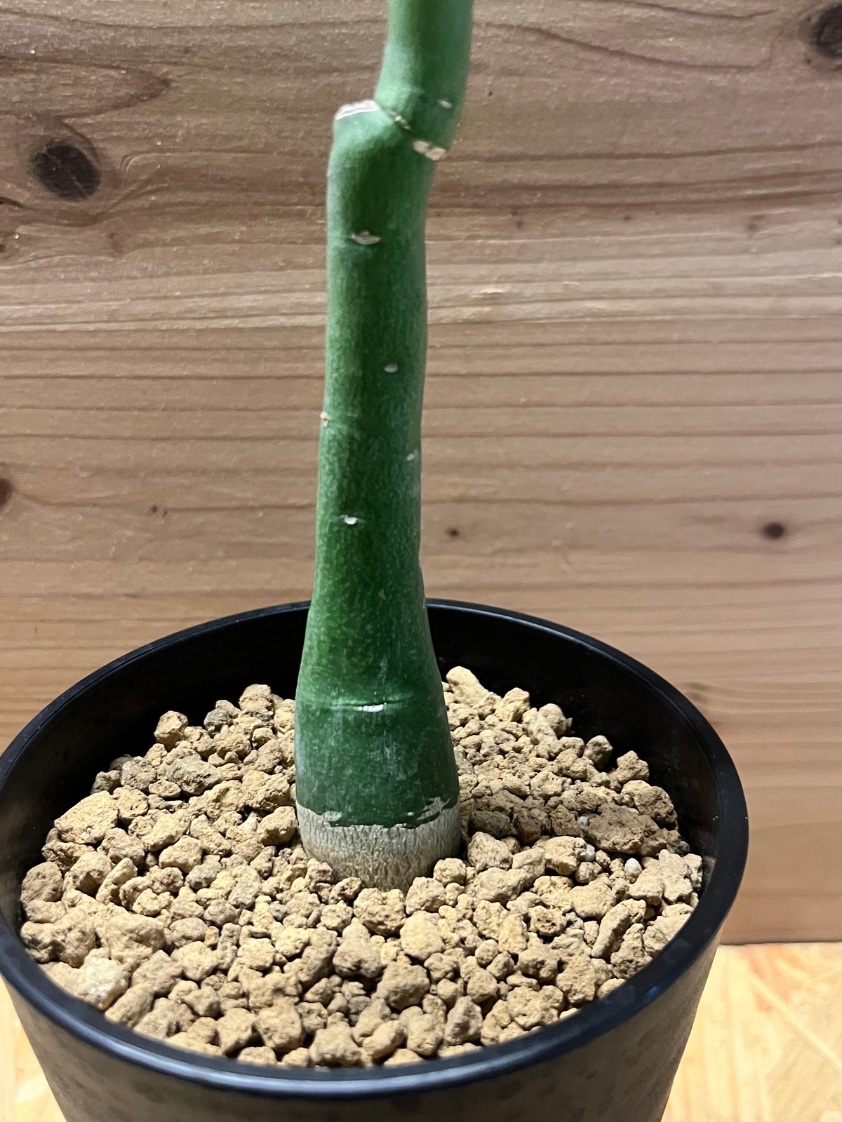 アデニア　ベネナータ アデニア ベネナータ | GREEN LUCK