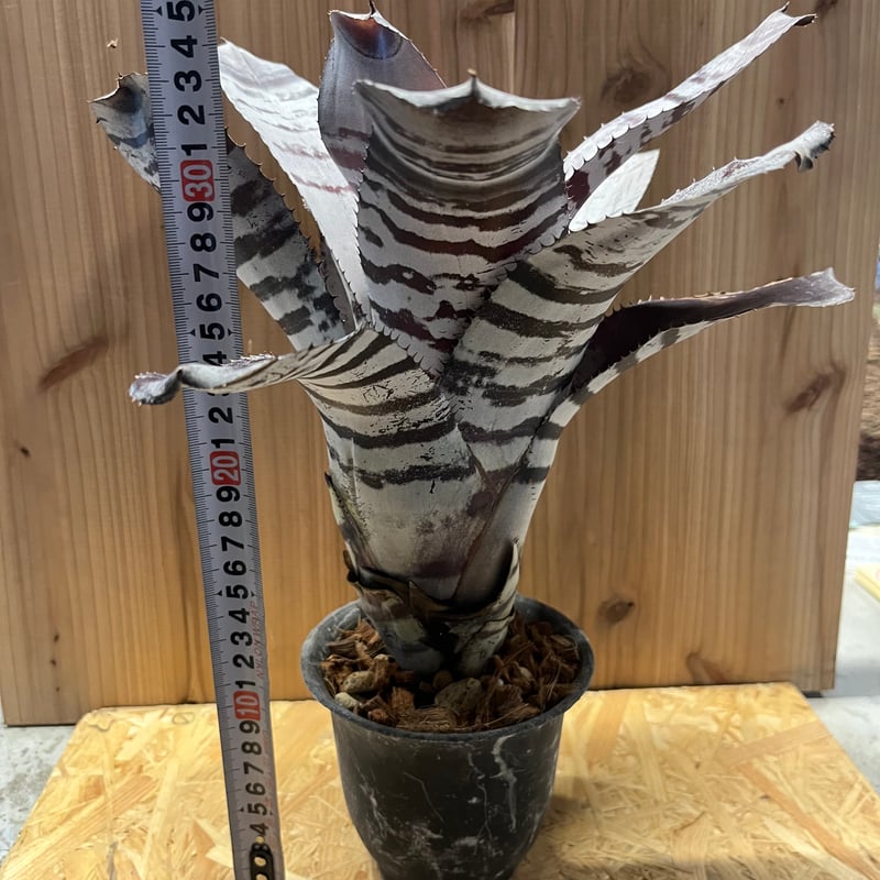 エクメア　チャンティニー　ブラックアイス エクメア チャンティニー ブラック アイス 「Aechmea chantinii