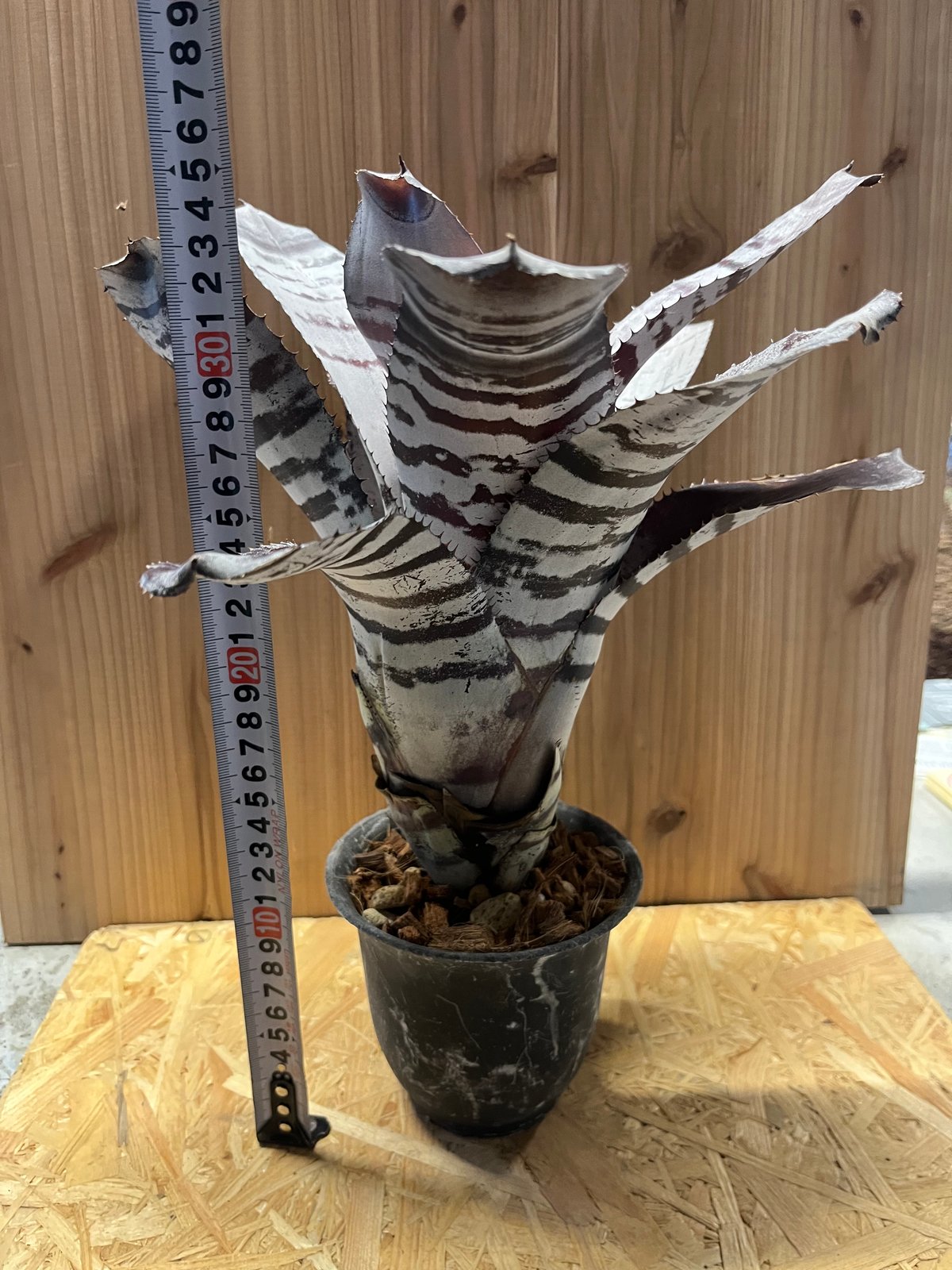 fit=scale-down,w=1200