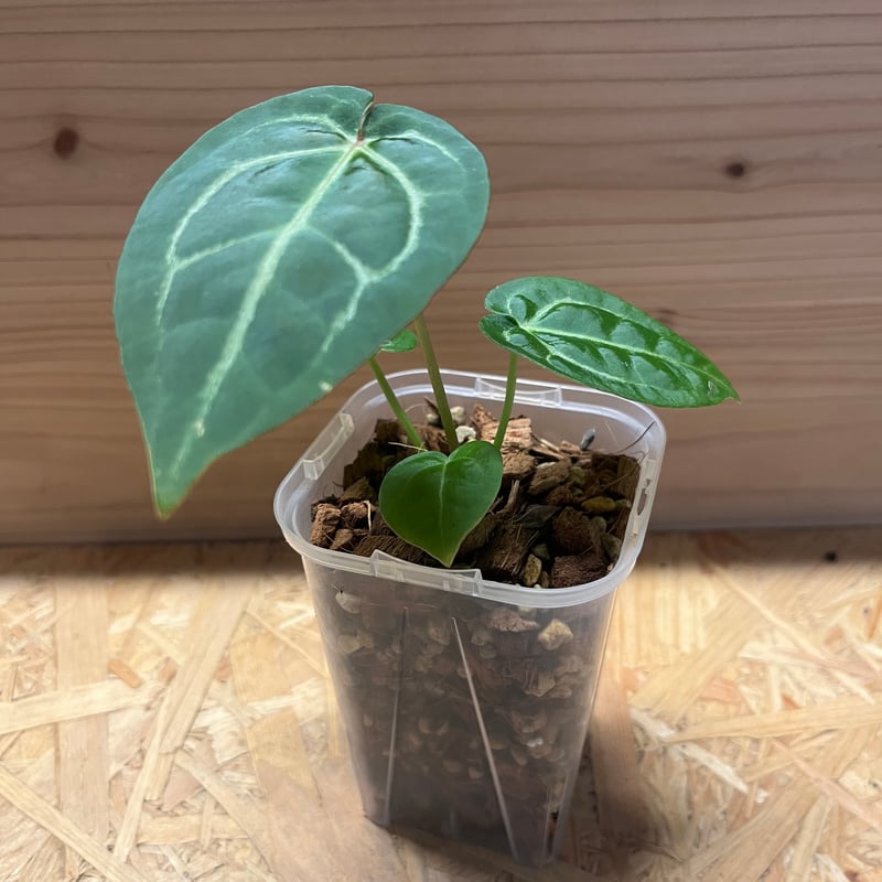 アンスリウムマグニフィカムシルバー　ハイブリッド アンスリウム マグニフィカム'シルバー'×（ミシェル×ザラF3） | GREEN LUCK