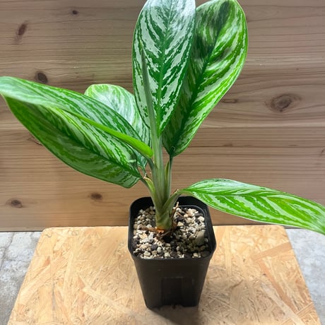 その他観葉植物 Aglaonema Hughes Aglaonema Hughes – Giant Tropical Nursery
