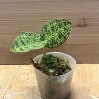 フィロデンドロン ポリポディオイデス | GREEN LUCK