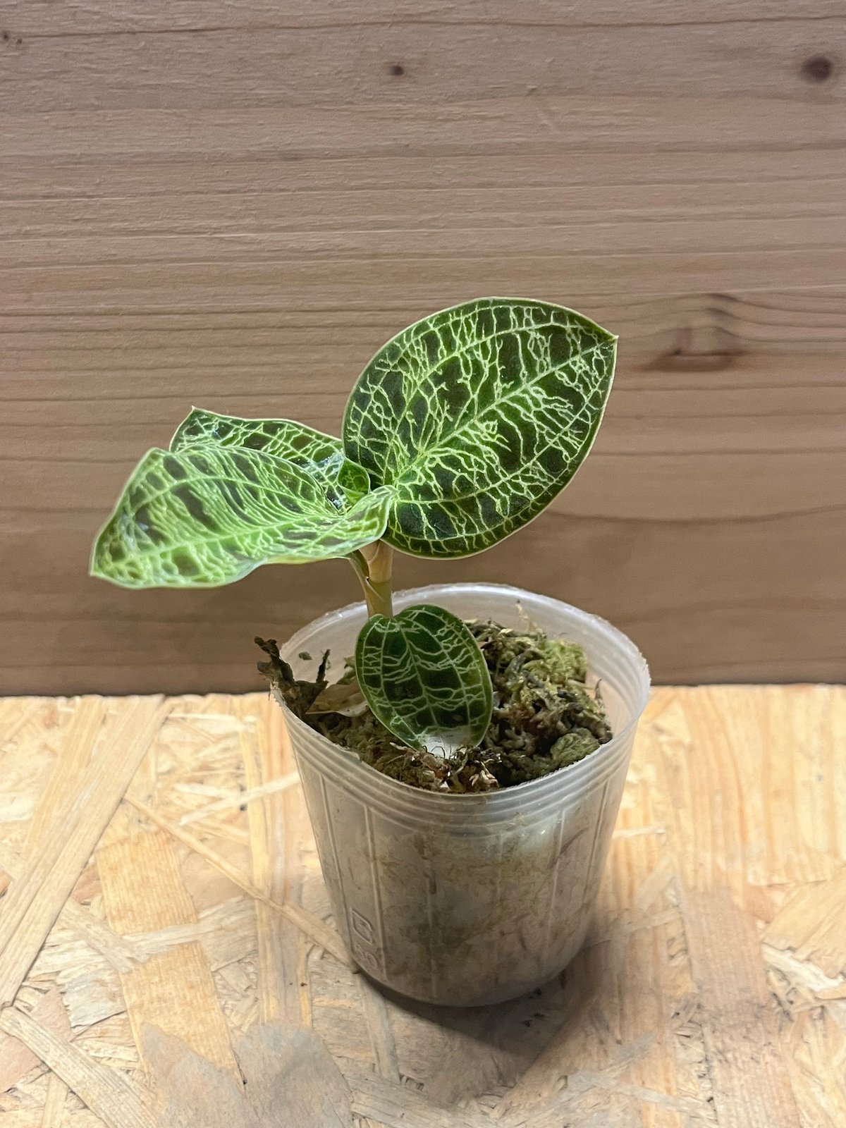 ジュエルオーキッド マコデスペトラ | GREEN LUCK