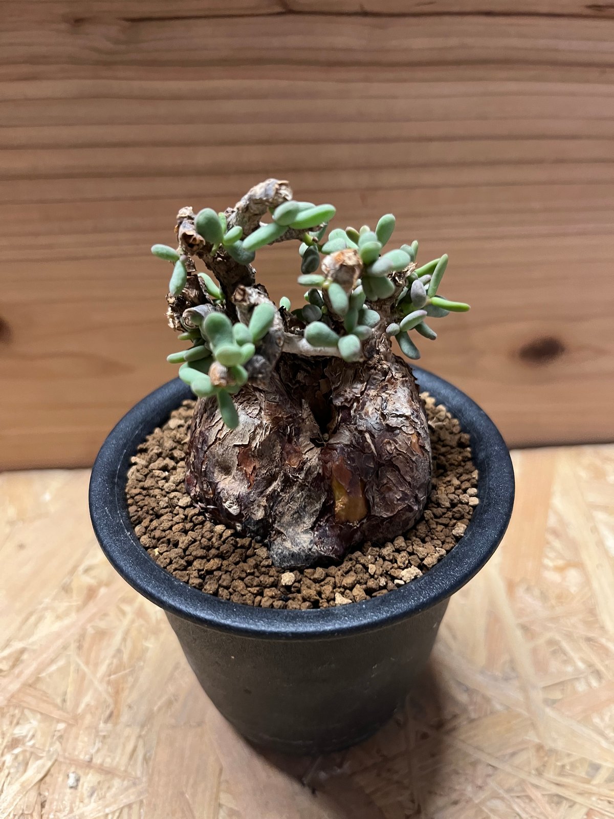 ケラリア ピグマエア | GREEN LUCK