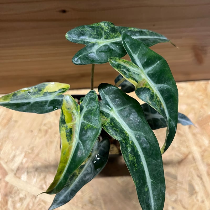 アロカシア バンビーノ イエローバリエガータ | GREEN LUCK