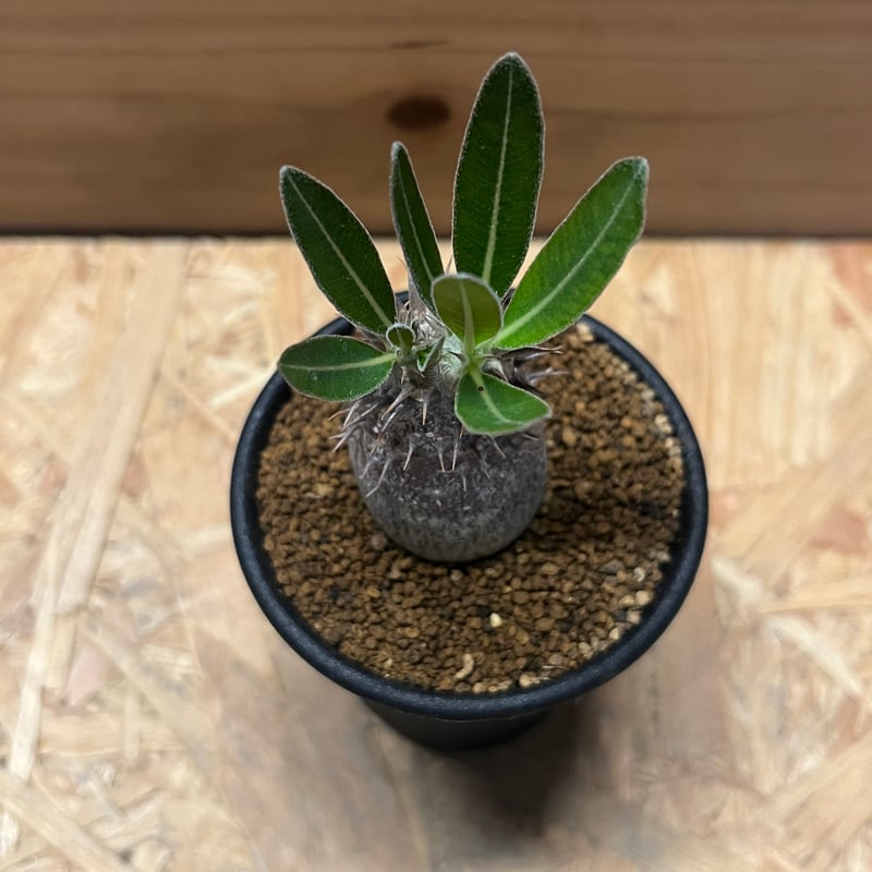 パキポディウム デンシホロンロス 三元交配 伊藤ハイブリッド コーデックス 塊根植物 観葉植物 パキポディウム デンシホロン