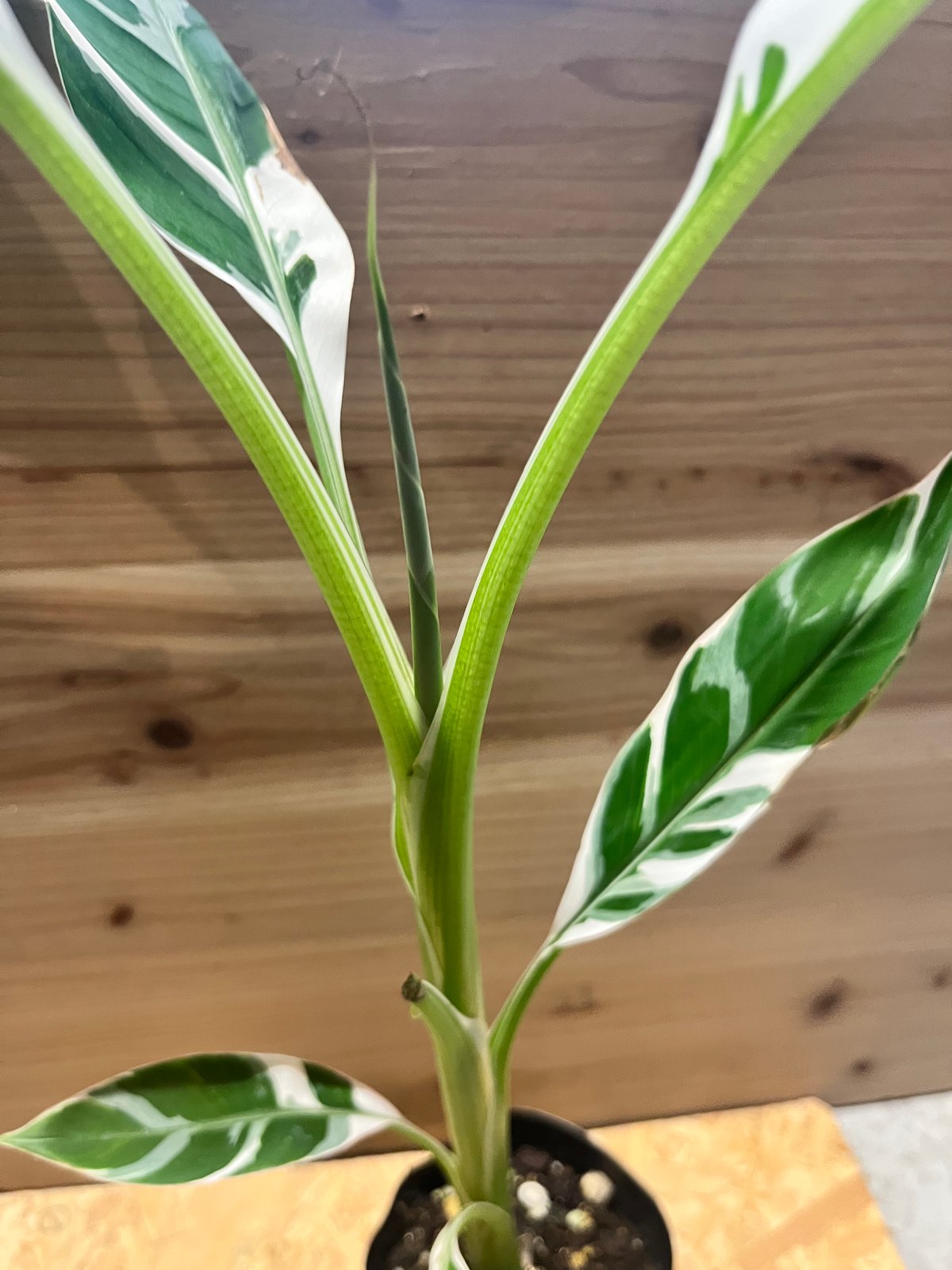 ムサ・アエアエ　Musa AeAe 斑入りバナナ　3芽あり　斑入り良好 ムサ・アエアエ Musa AeAe 斑入りバナナ 3芽あり 斑入り良好