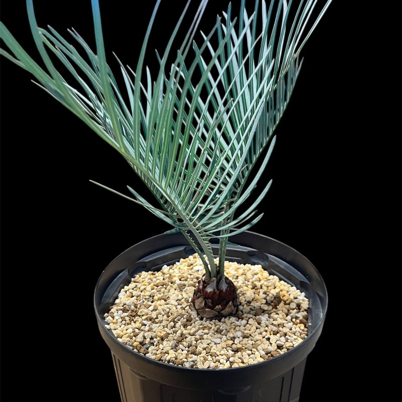 サイカス コッツシアーナ | GREEN LUCK