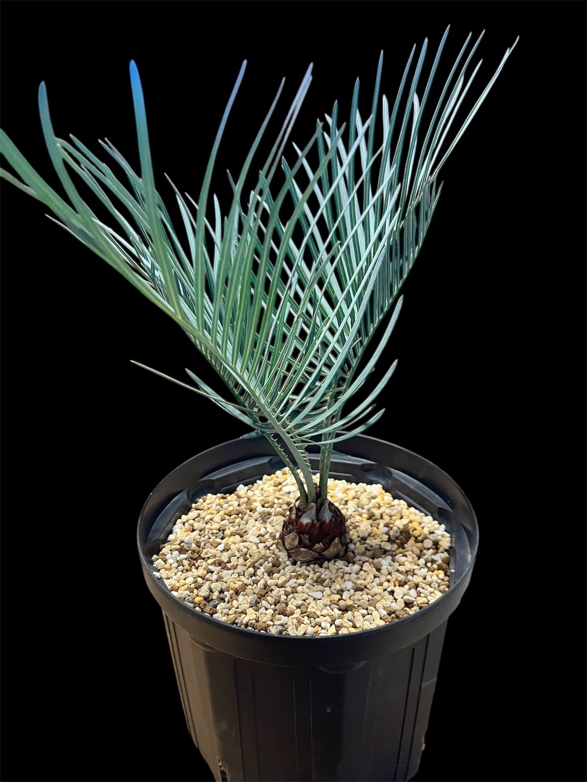 サイカス コッツシアーナ | GREEN LUCK